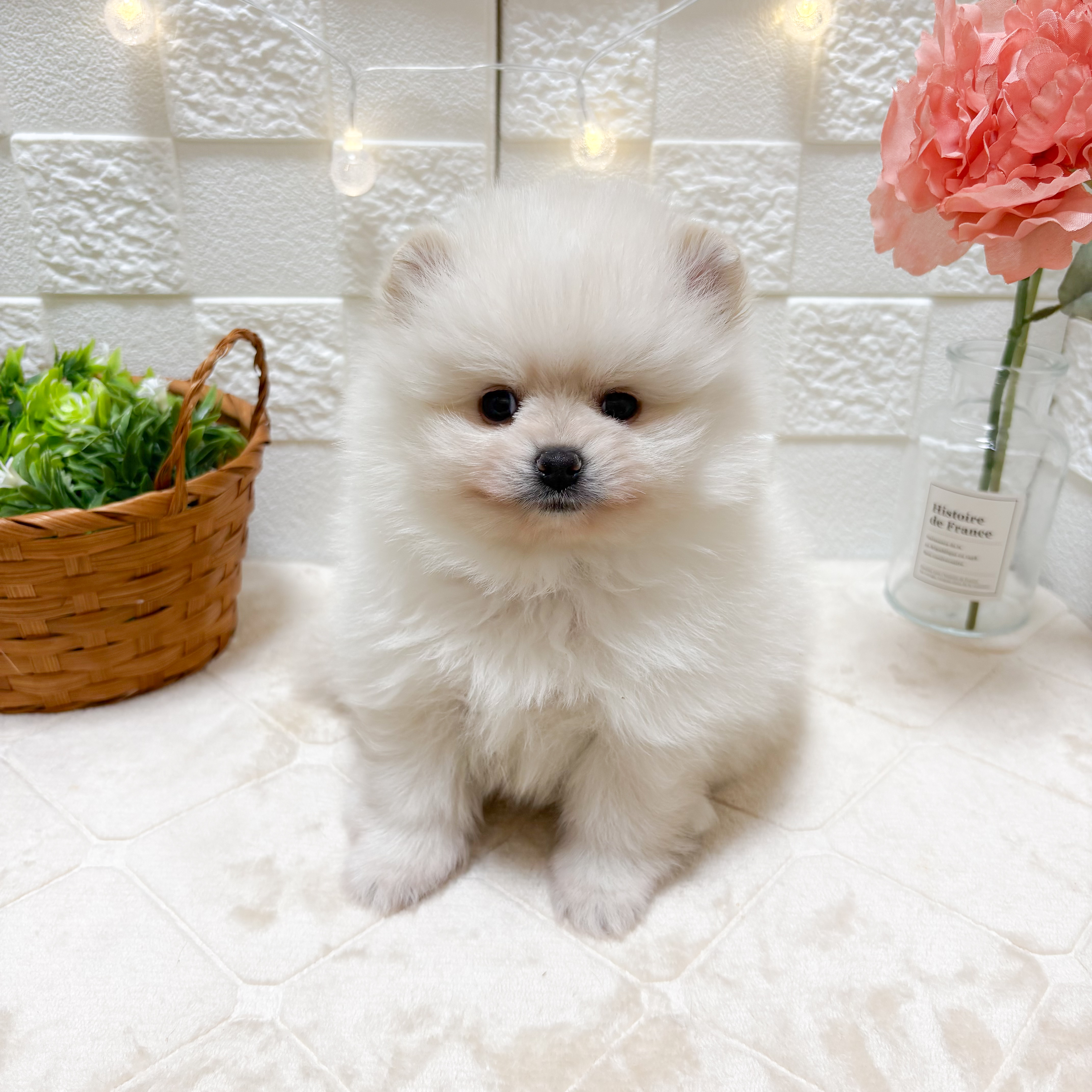 東京都のポメラニアン (犬の家＆猫の里ペットフォレスト小平店/2026年3月14日生まれ/男の子/クリーム)の子犬の1枚目の画像