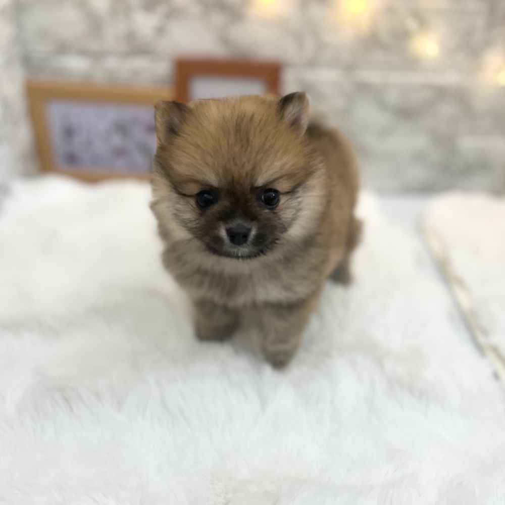 静岡県のポメラニアン (犬の家＆猫の里MEGAドン・キホーテ袋井店/2026年3月16日生まれ/女の子/オレンジ)の子犬