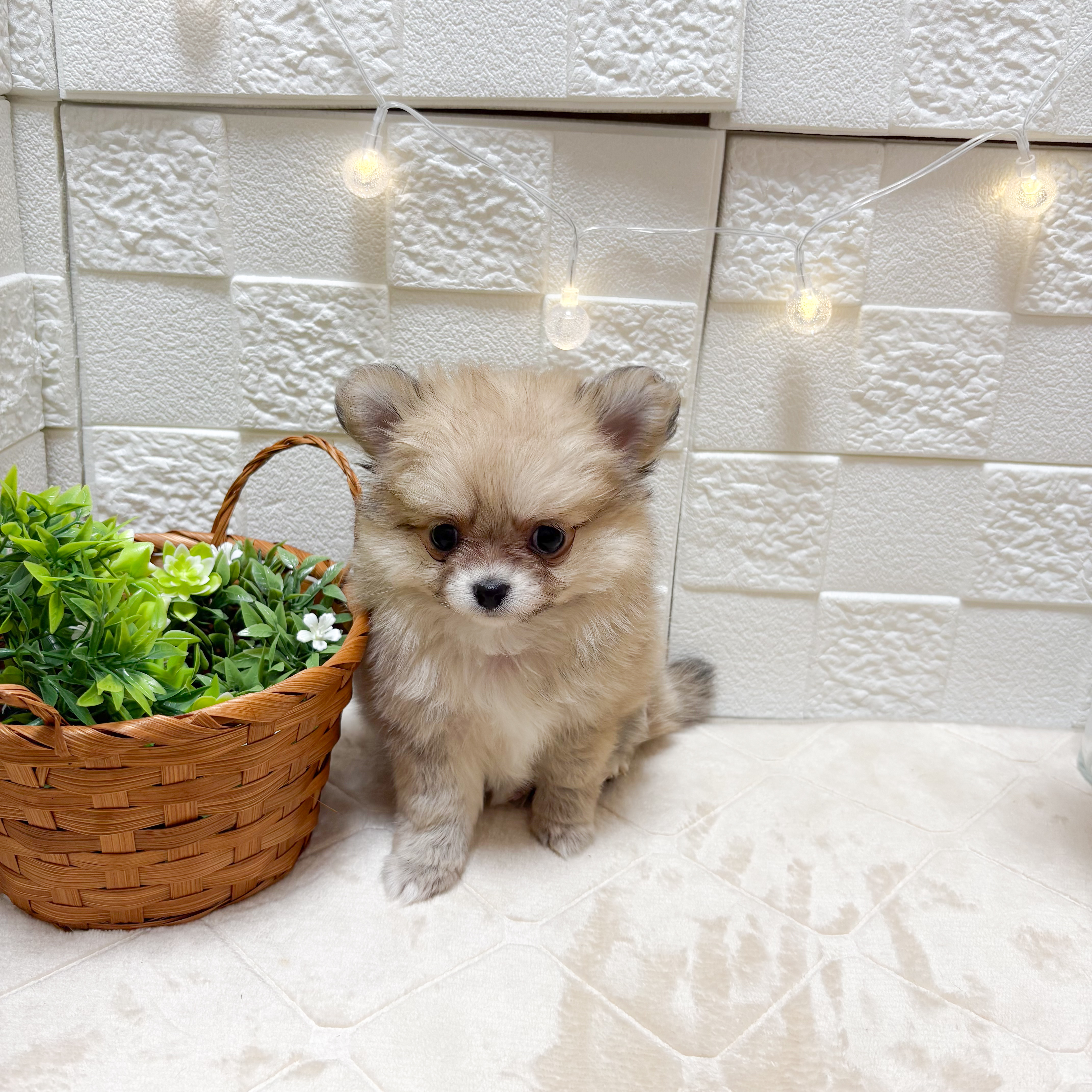 東京都のポメチワ/チワポメ/ポメチー(ポメラニアン×チワワ) (犬の家＆猫の里ペットフォレスト小平店/2026年3月16日生まれ/女の子/クリーム)の子犬
