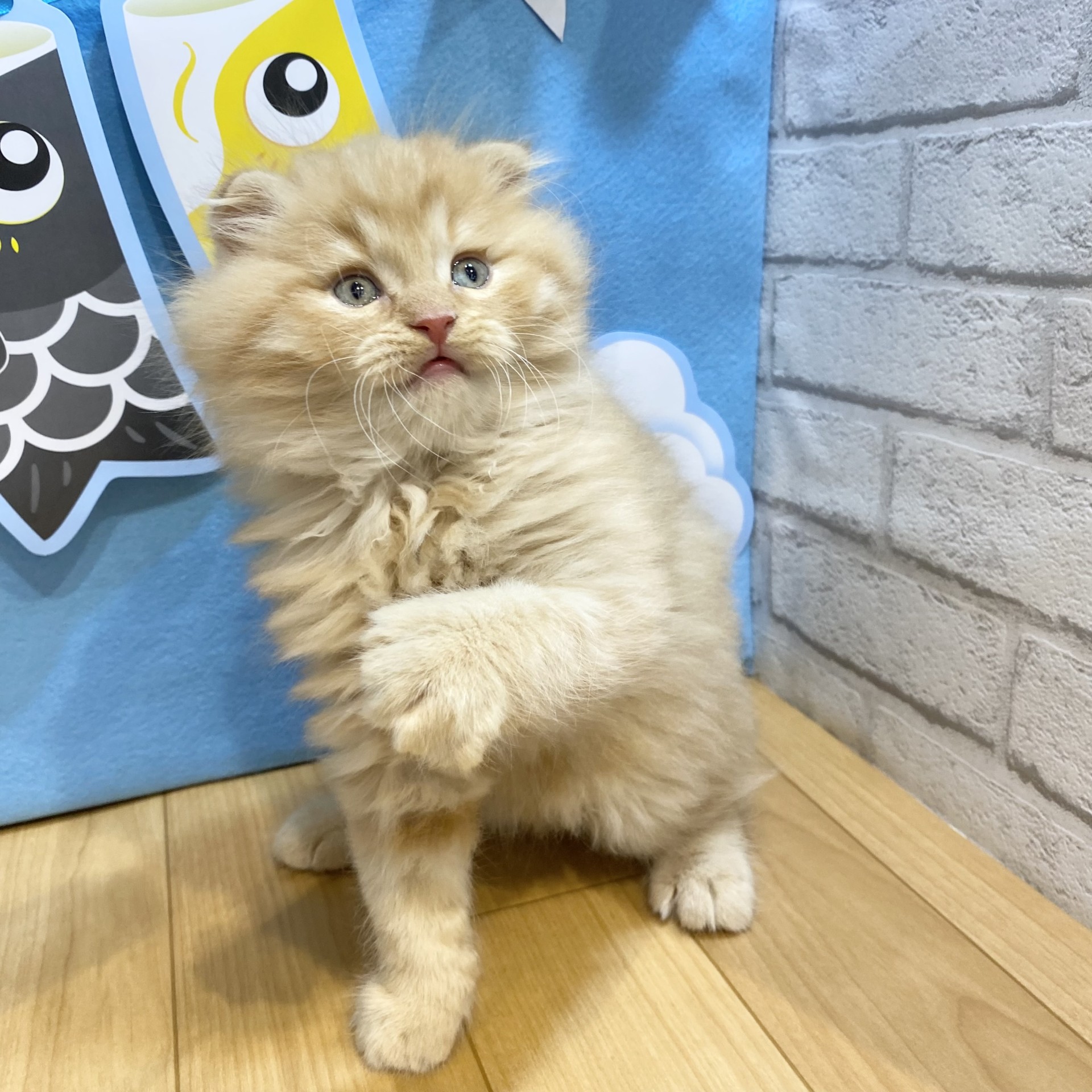 生体画像５