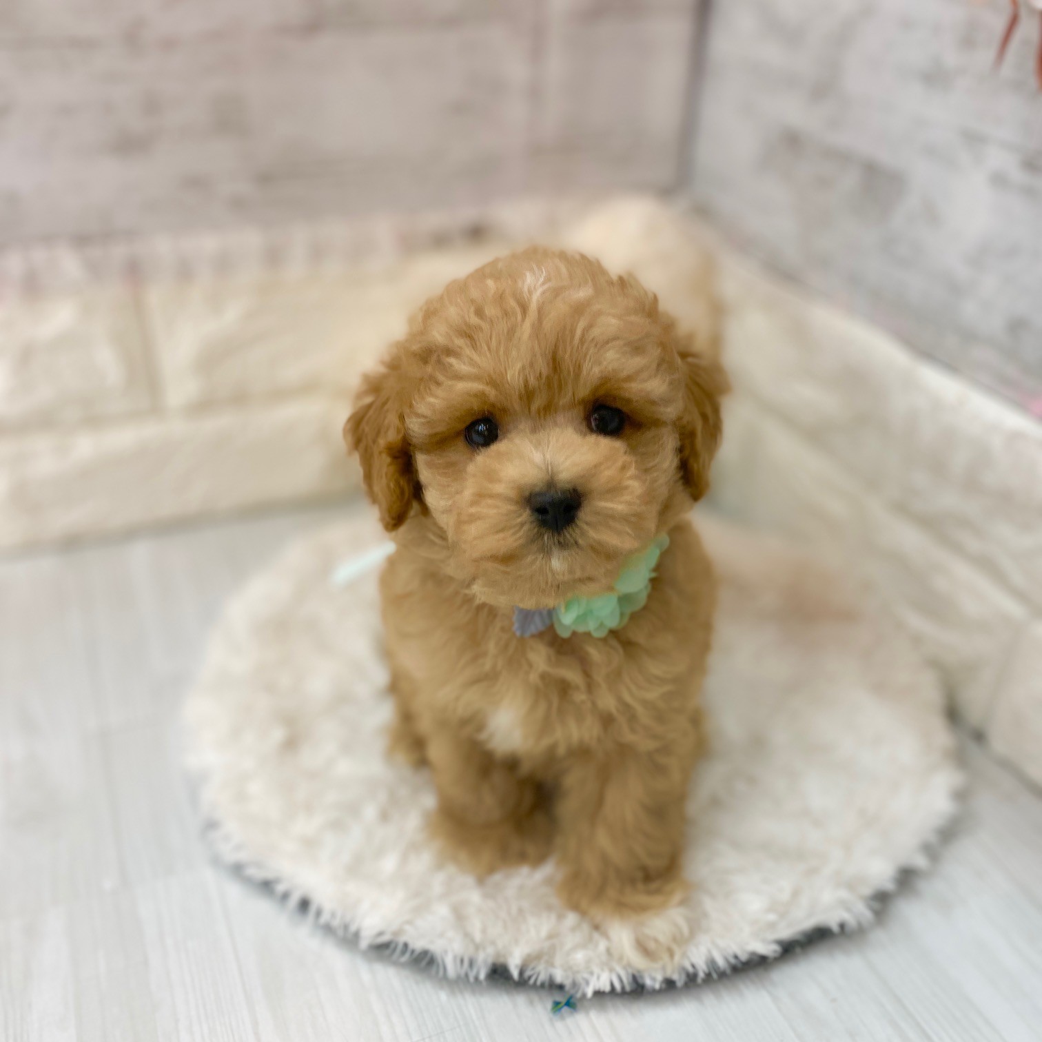 静岡県のマルプー(マルチーズ×プードル) (犬の家＆猫の里プレ葉ウォーク浜北店/2026年3月15日生まれ/男の子/アプリコット)の子犬の1枚目の画像