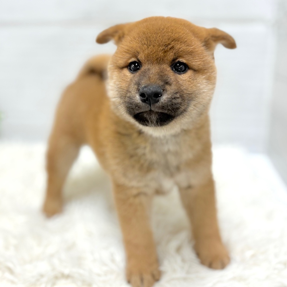 柴犬男の子の写真