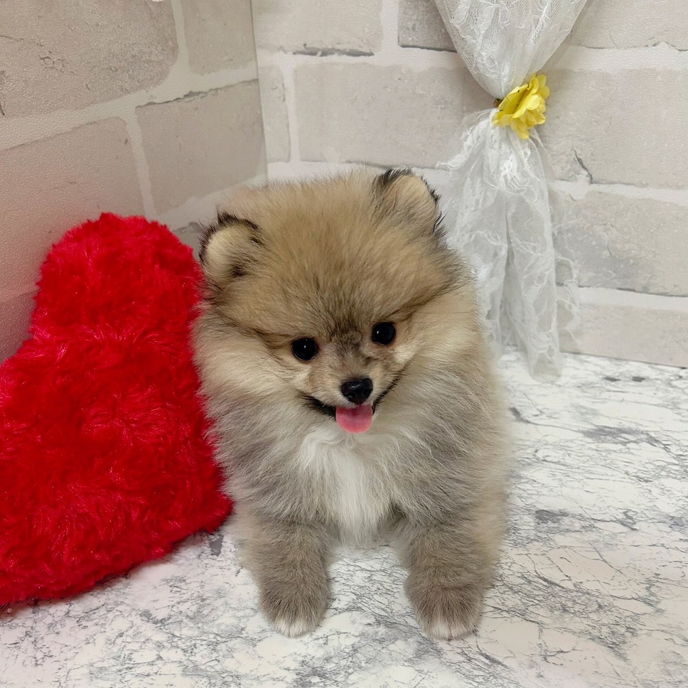 京都府のポメラニアン (犬の家＆猫の里京都精華店/2026年3月11日生まれ/女の子/クリームセーブル)の子犬の1枚目の画像