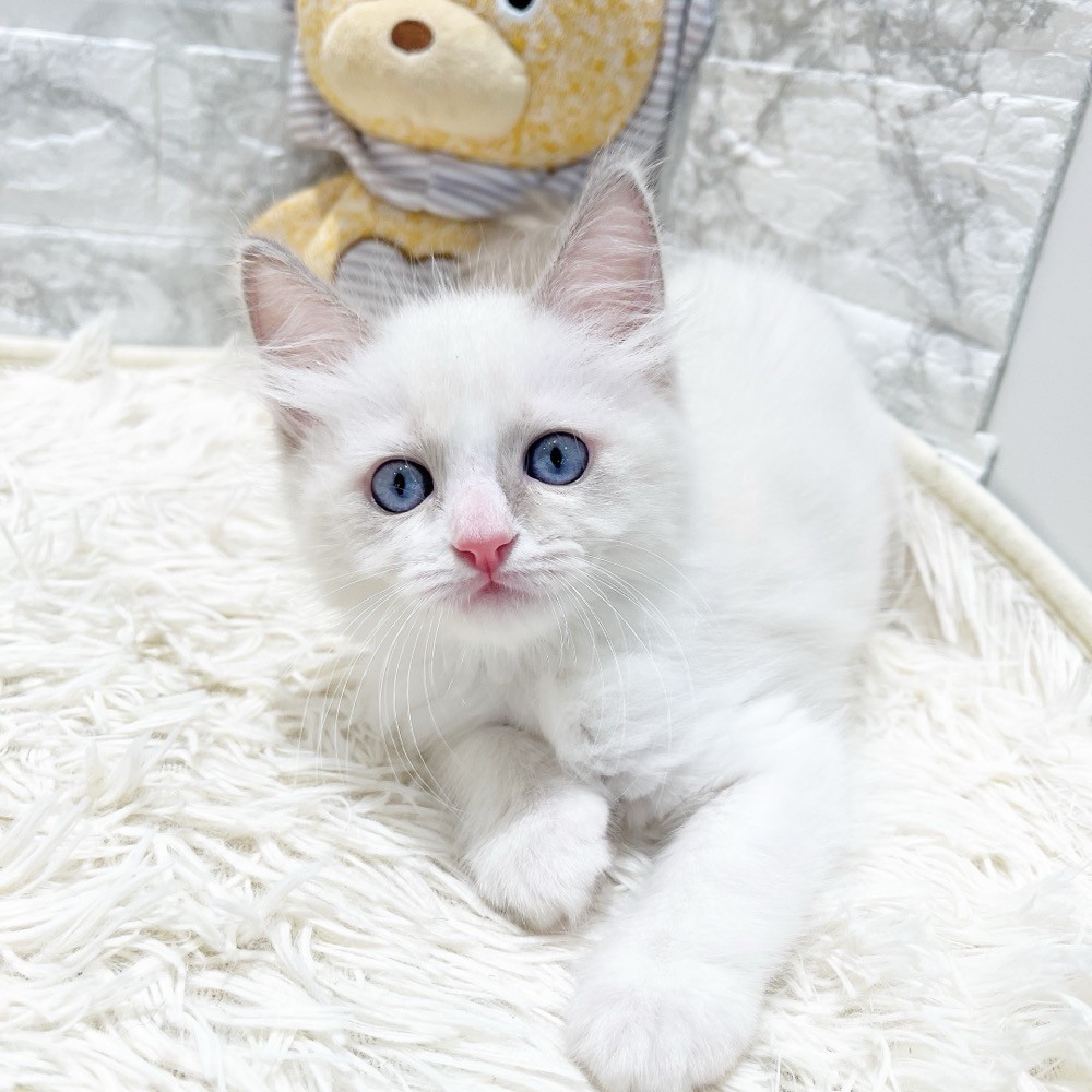 愛知県のラグドール (犬の家＆猫の里MiO香久山店/2026年3月20日生まれ/男の子/ブルーポイントバイカラー)の子猫の1枚目の画像
