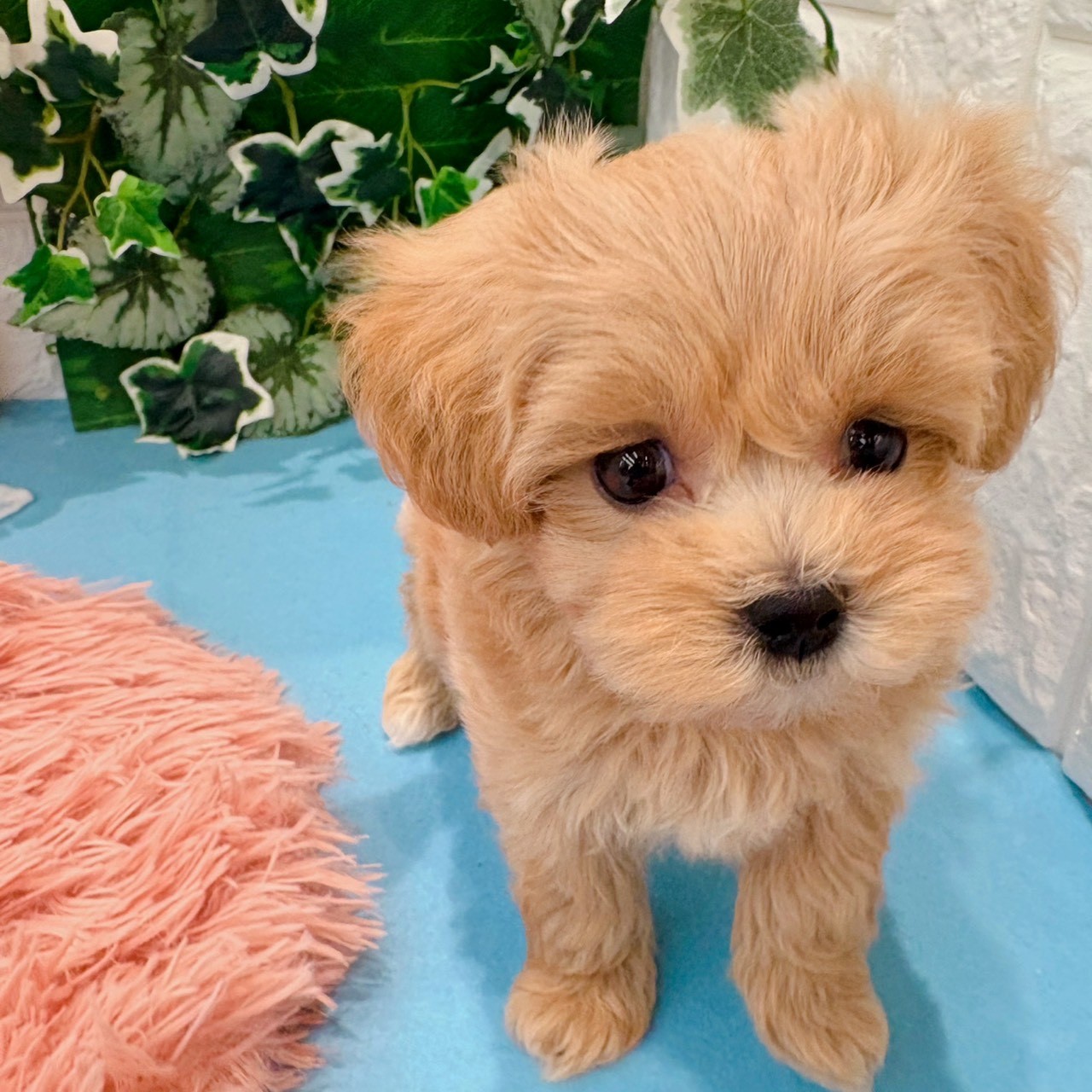 岡山県のマルプー(マルチーズ×プードル) (犬の家＆猫の里倉敷店/2026年3月22日生まれ/男の子/クリーム)の子犬の1枚目の画像