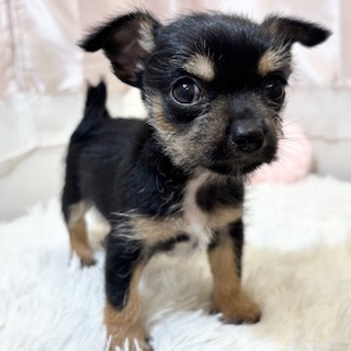 兵庫県のハーフ犬・ミックス犬 (犬の家＆猫の里カナート西神戸店/2026年3月21日生まれ/女の子/ブラックタン)の子犬の1枚目の画像