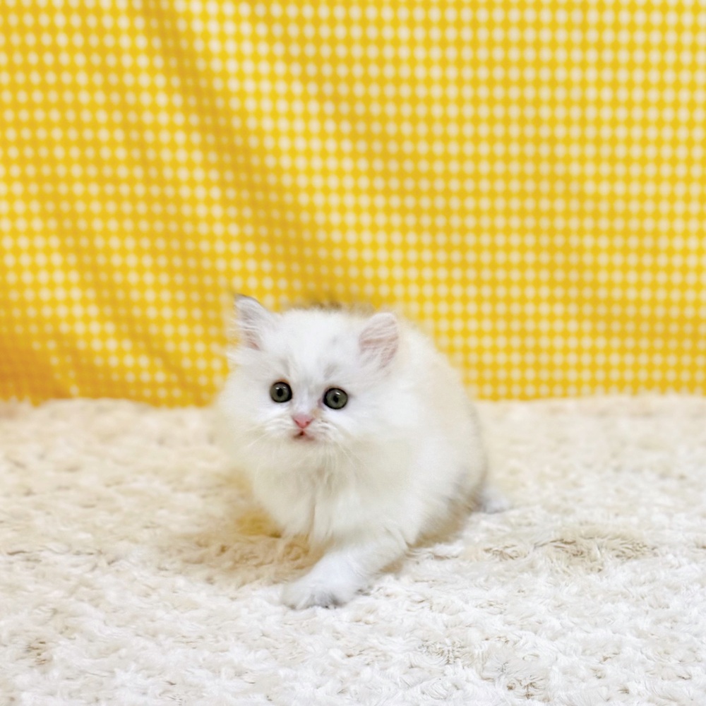 生体画像５