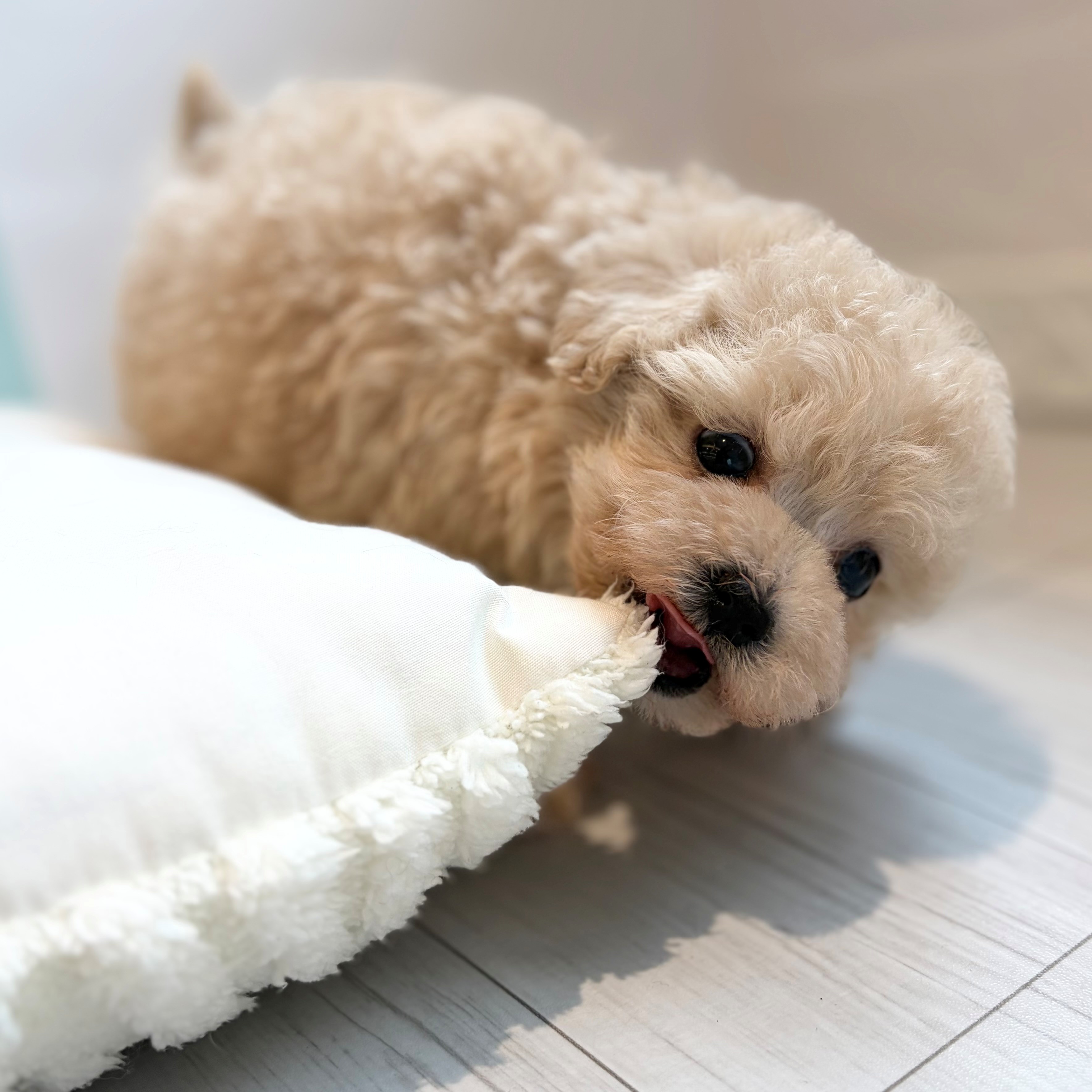 生体画像５