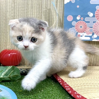 生体画像５