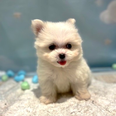 生体画像５