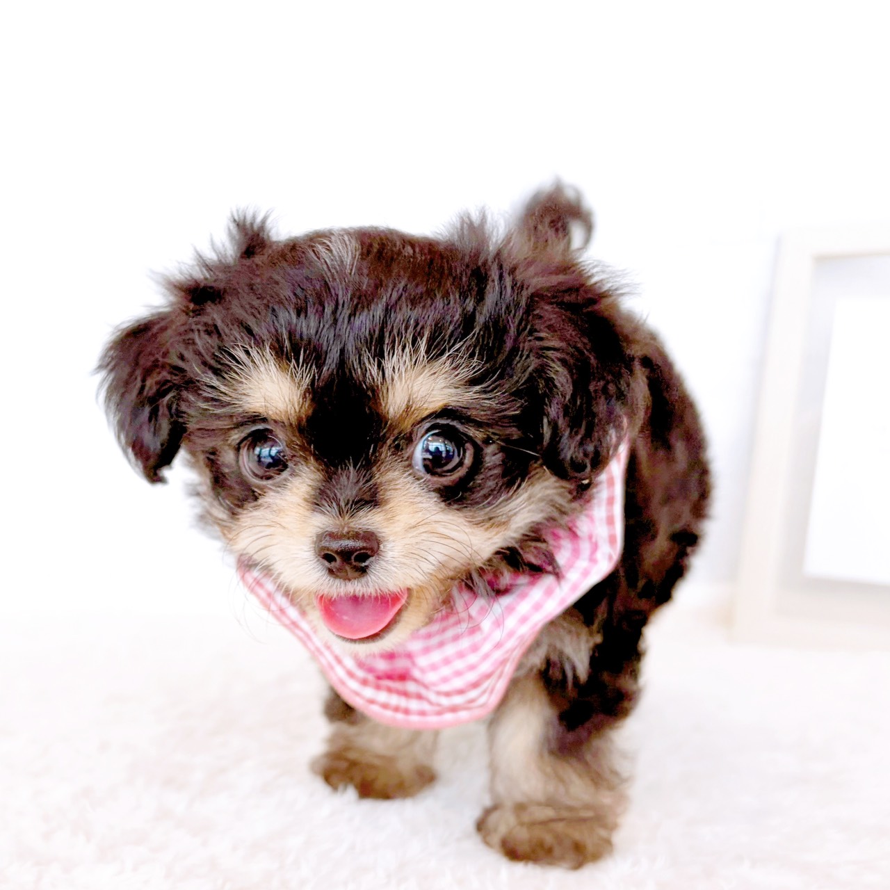石川県のハーフ犬・ミックス犬 (犬の家＆猫の里金沢店/2026年3月24日生まれ/女の子/ブラックタンホワイト)の子犬の1枚目の画像