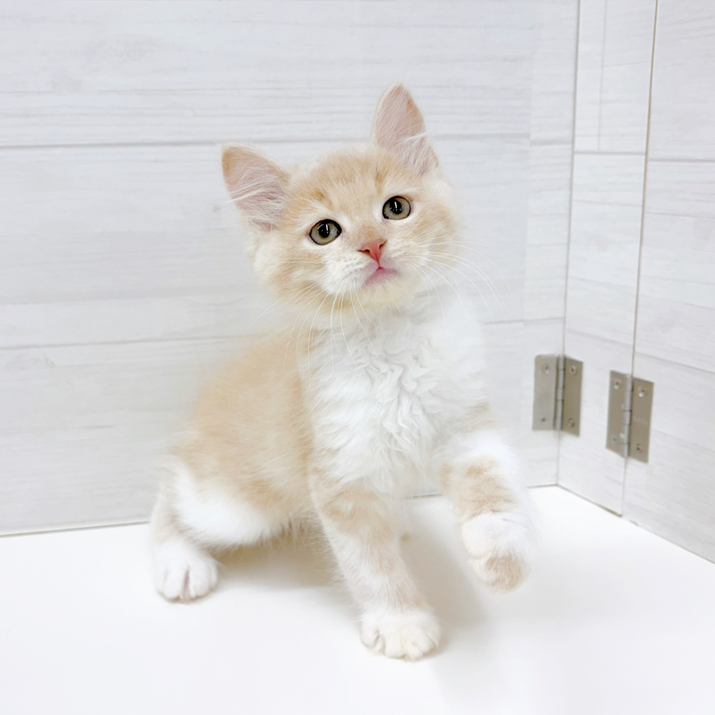 生体画像５