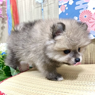 生体画像５