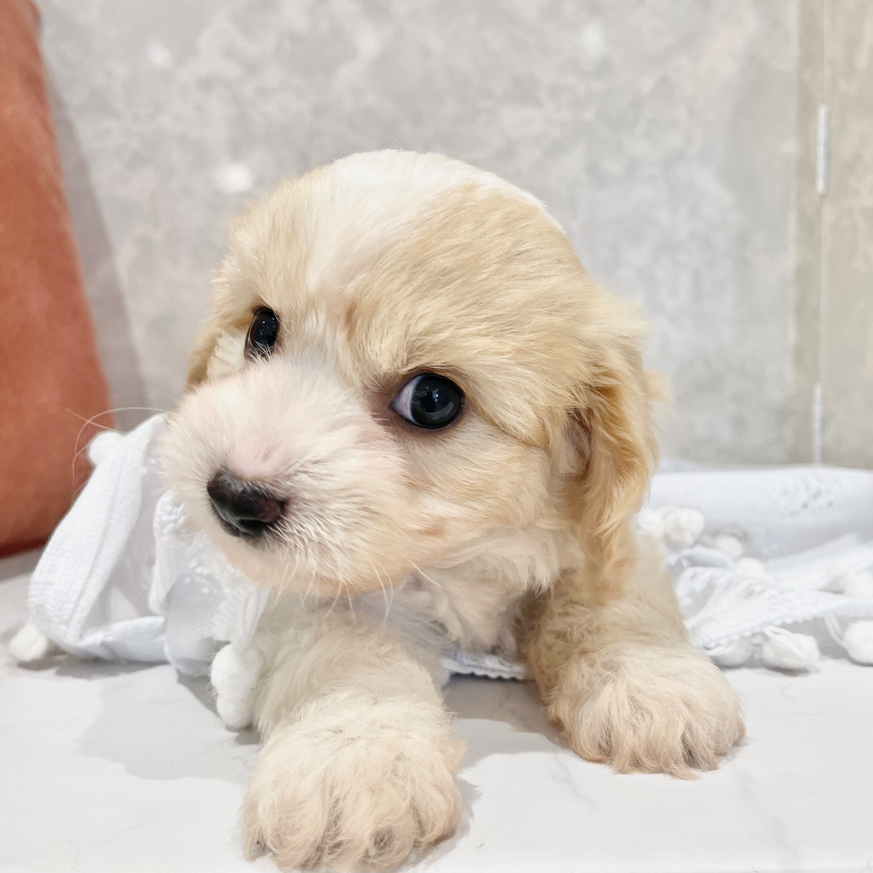 生体画像５