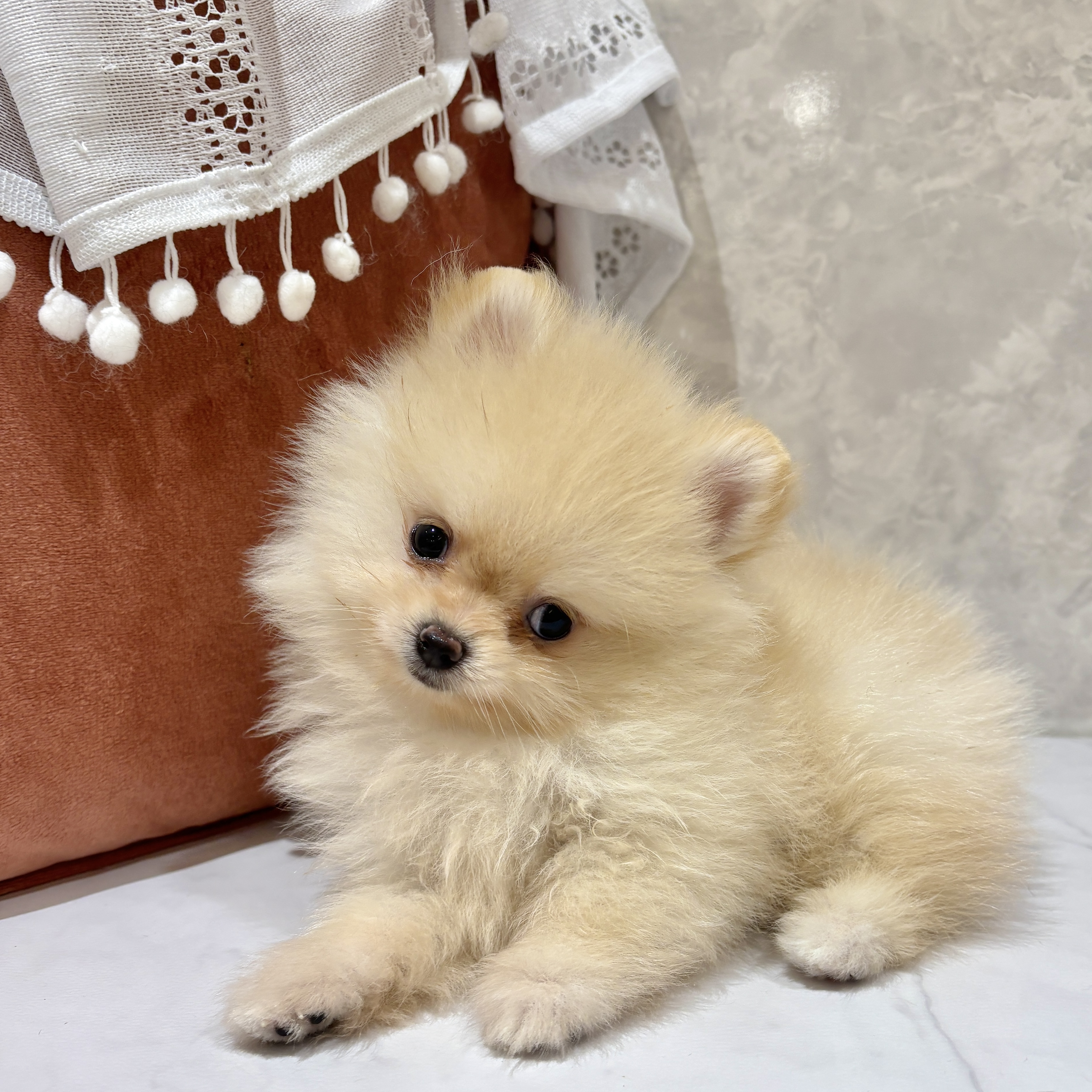 福岡県のポメラニアン (犬の家＆猫の里くりえいと宗像店/2026年3月24日生まれ/女の子/クリーム)の子犬の1枚目の画像