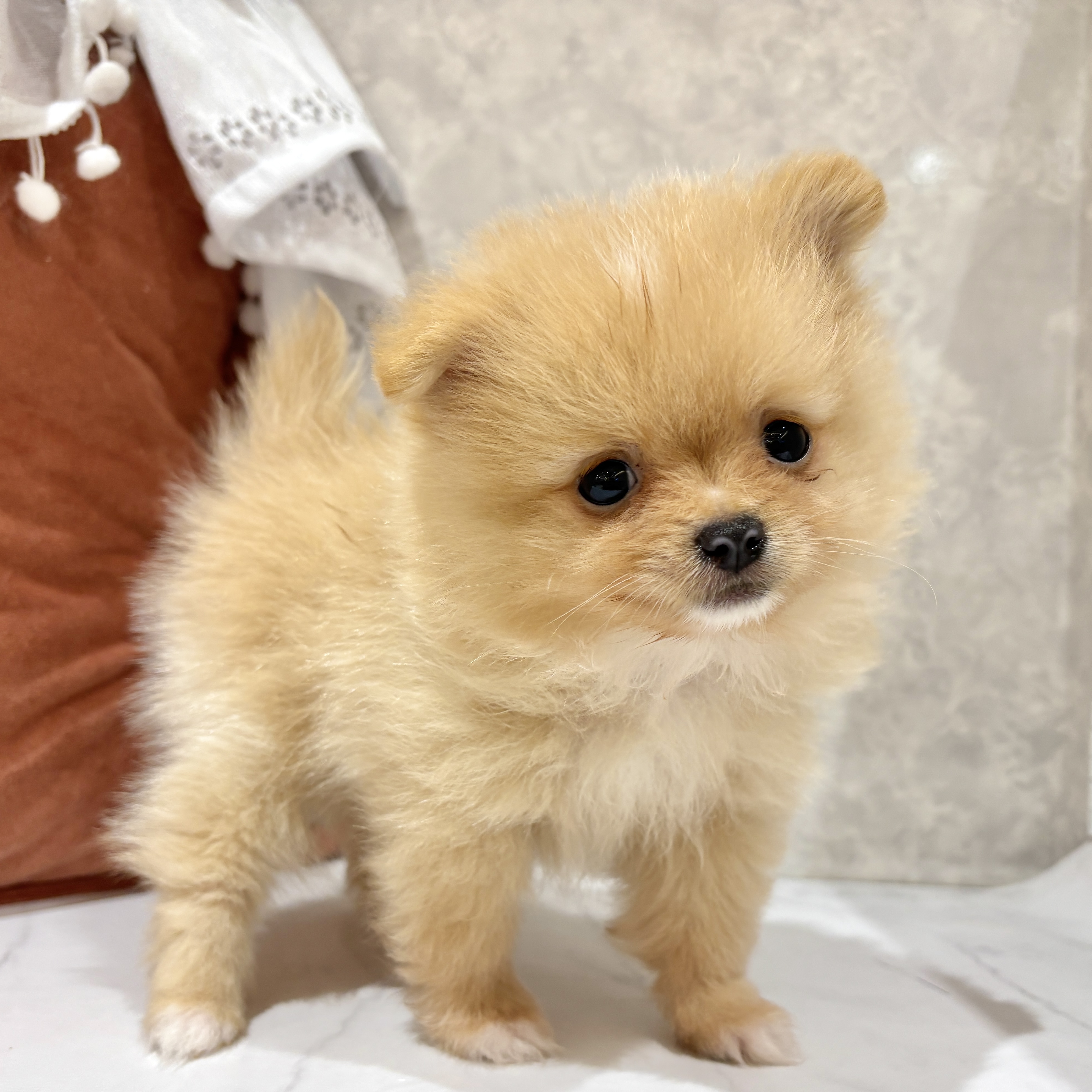 福岡県のポメラニアン (犬の家＆猫の里くりえいと宗像店/2026年3月22日生まれ/男の子/クリーム)の子犬の1枚目の画像
