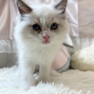 生体画像５