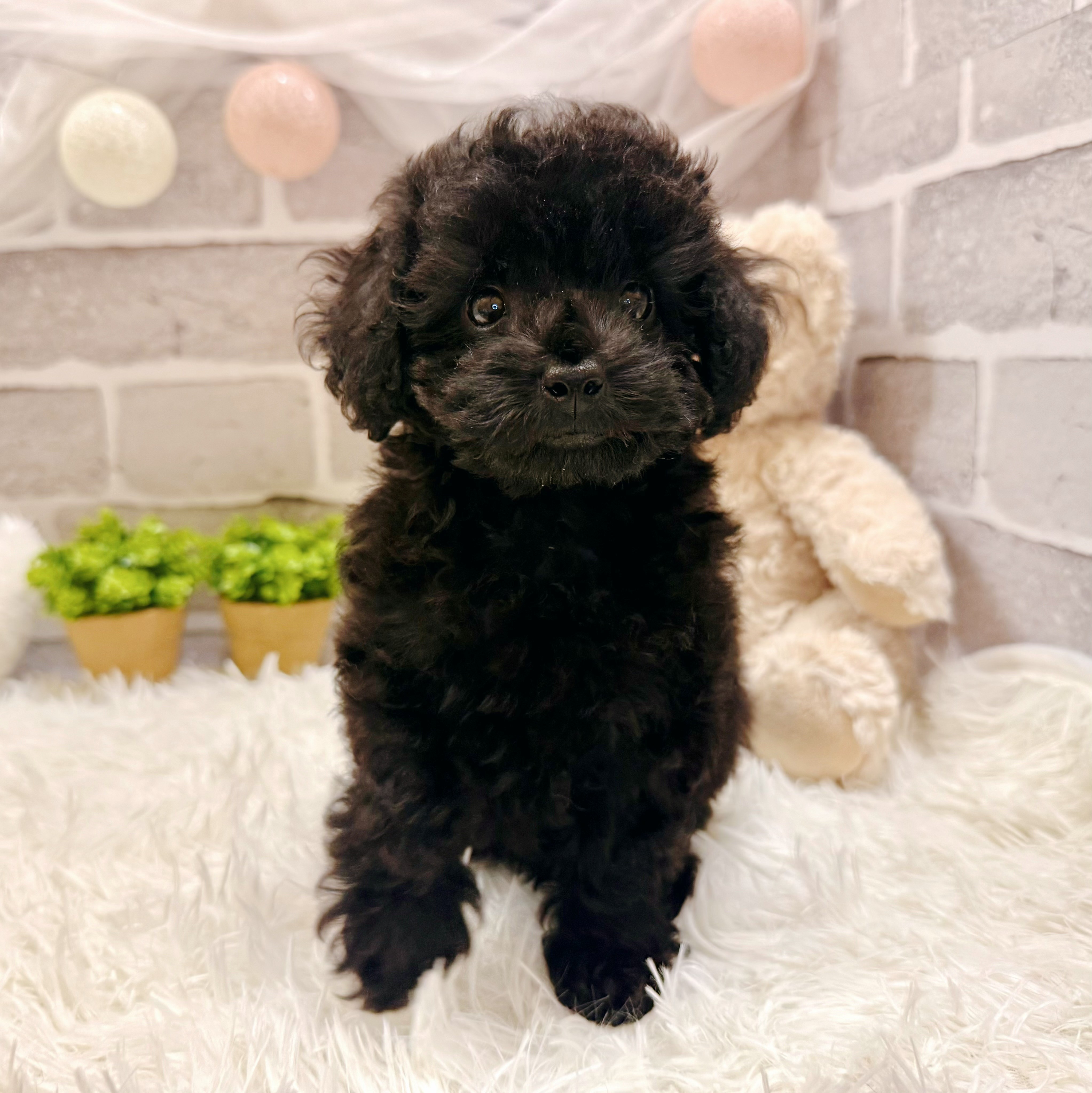 兵庫県のトイプードル(トイ) (犬の家＆猫の里神戸店/2026年3月22日生まれ/女の子/ブラック)の子犬の1枚目の画像
