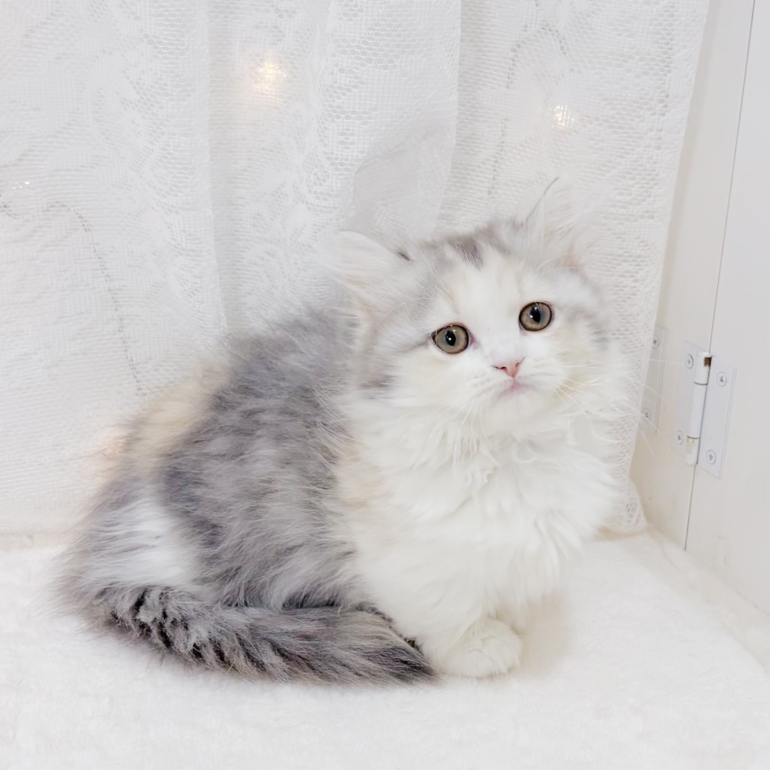 千葉県のマンチカン (犬の家＆猫の里BIGHOPガーデンモール印西店/2026年3月19日生まれ/女の子/ブルーシルバーパッチドタビーホワイト)の子猫の1枚目の画像