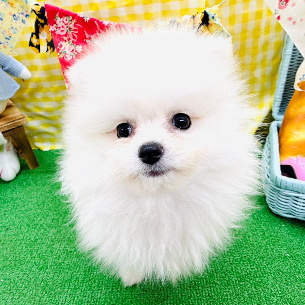 愛知県のポメラニアン (犬の家＆猫の里名古屋天白店/2026年3月27日生まれ/女の子/クリーム)の子犬の1枚目の画像