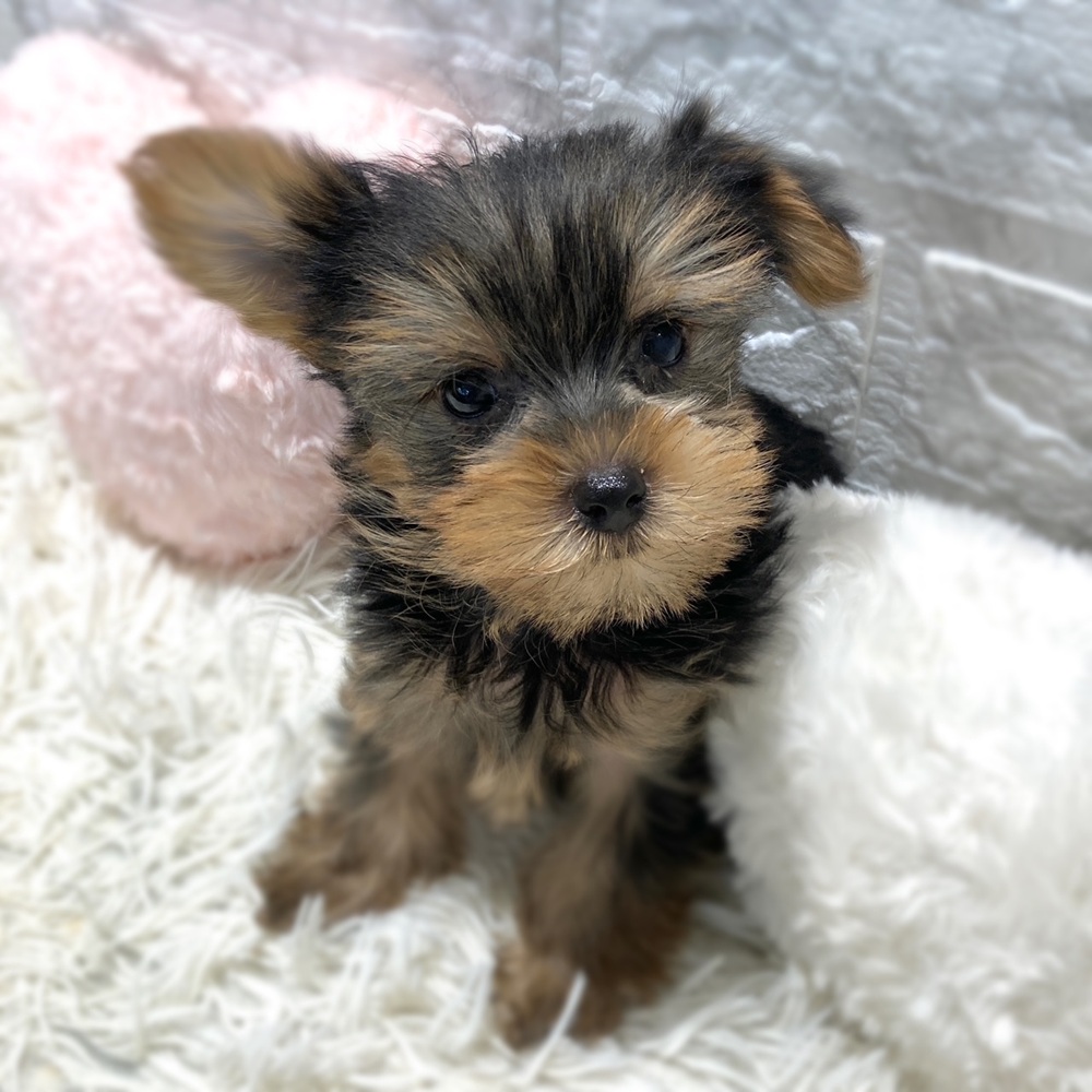 愛知県のヨークシャーテリア (犬の家＆猫の里MiO香久山店/2026年3月28日生まれ/女の子/スチールブルータン)の子犬の1枚目の画像