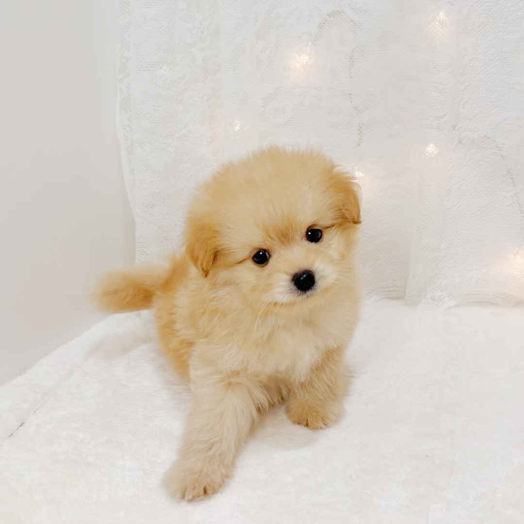 千葉県のポメプー(ポメラニアン×プードル) (犬の家＆猫の里BIGHOPガーデンモール印西店/2026年3月29日生まれ/男の子/アプリコット)の子犬の1枚目の画像