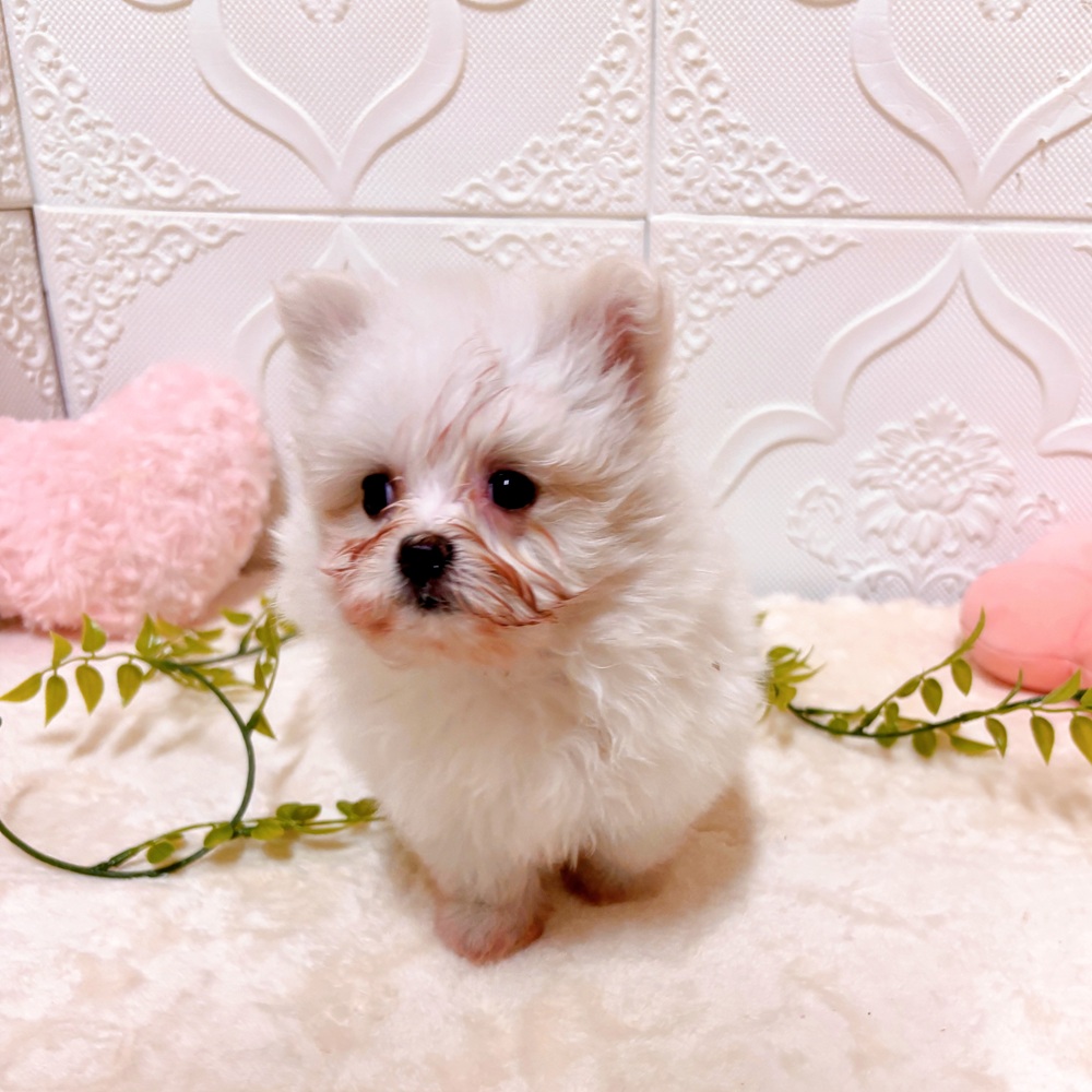 生体画像５