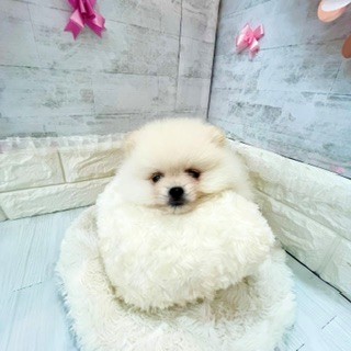 生体画像５