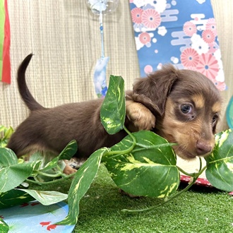 生体画像５