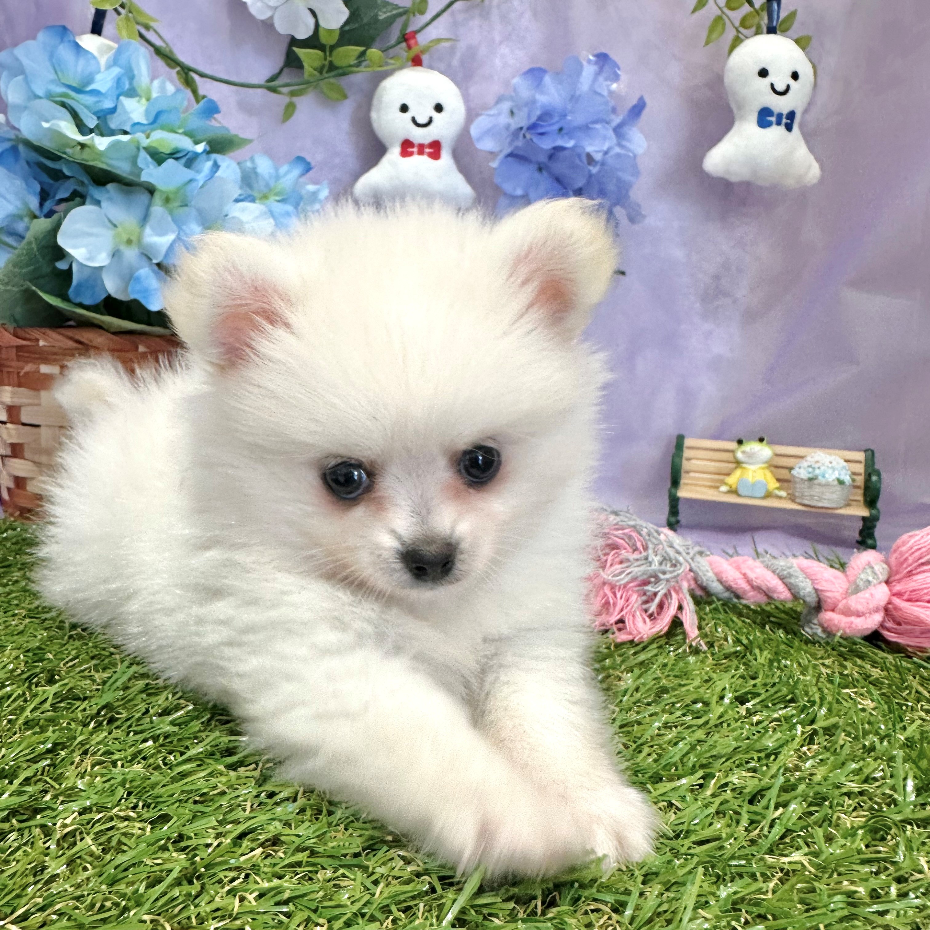福岡県のポメチワ/チワポメ/ポメチー(ポメラニアン×チワワ) (犬の家＆猫の里くりえいと宗像店/2026年3月31日生まれ/男の子/ホワイト)の子犬の1枚目の画像