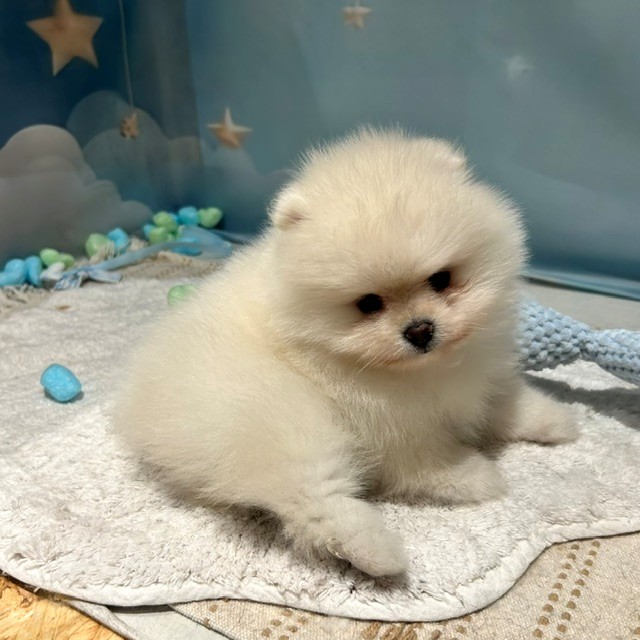 生体画像5