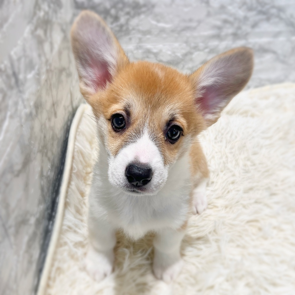 愛知県のウェルシュコーギーペンブローク (犬の家＆猫の里MiO香久山店/2026年3月30日生まれ/女の子/レッドホワイト)の子犬の1枚目の画像