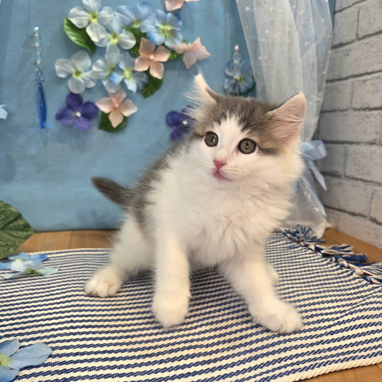 ブルー(青系)のノルウェージャンフォレストキャットの子猫一覧