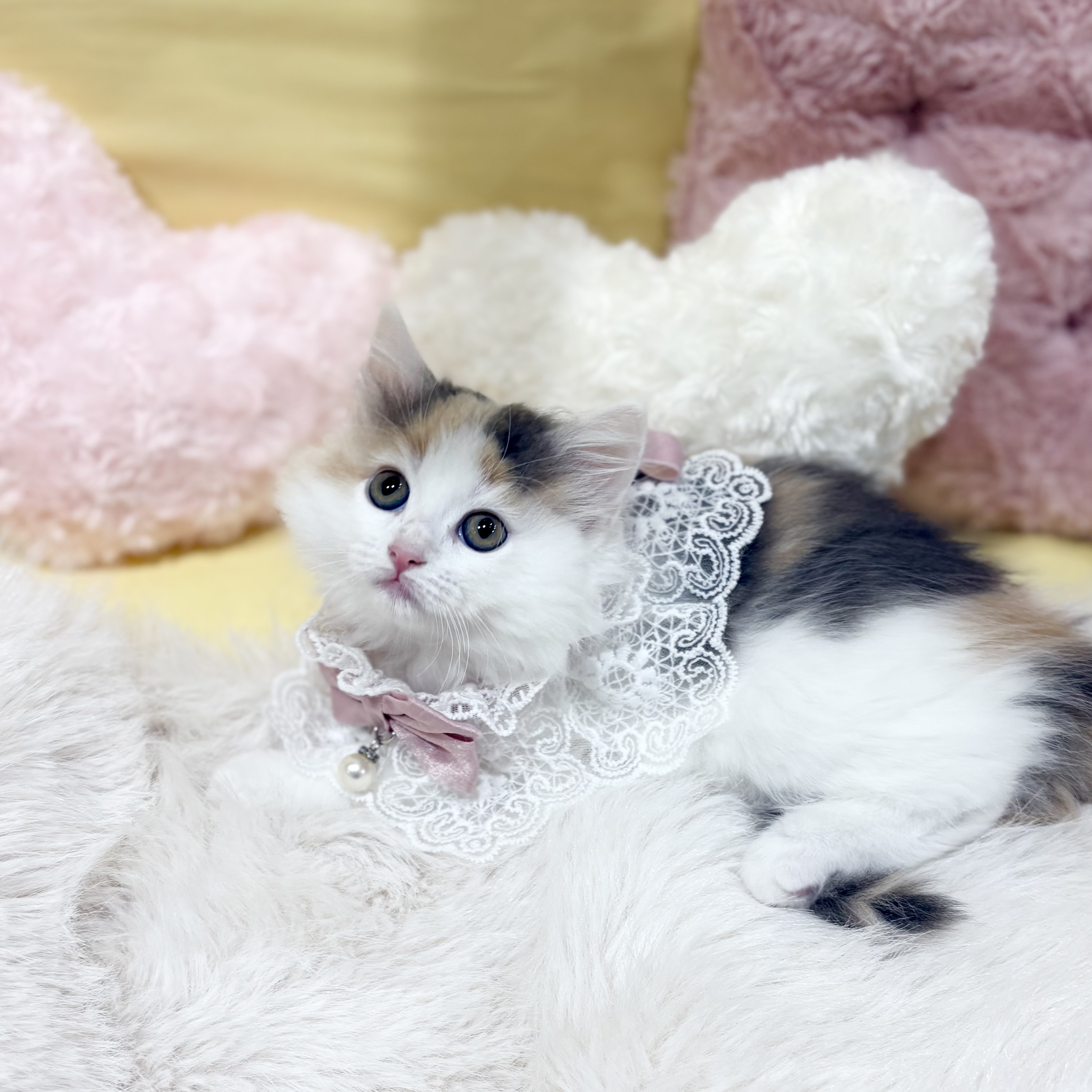 神奈川県のノルウェージャンフォレストキャット (犬の家＆猫の里元住吉ブレーメン通り店/2026年4月1日生まれ/女の子/ブルーパッチドタビーホワイト)の子猫の1枚目の画像