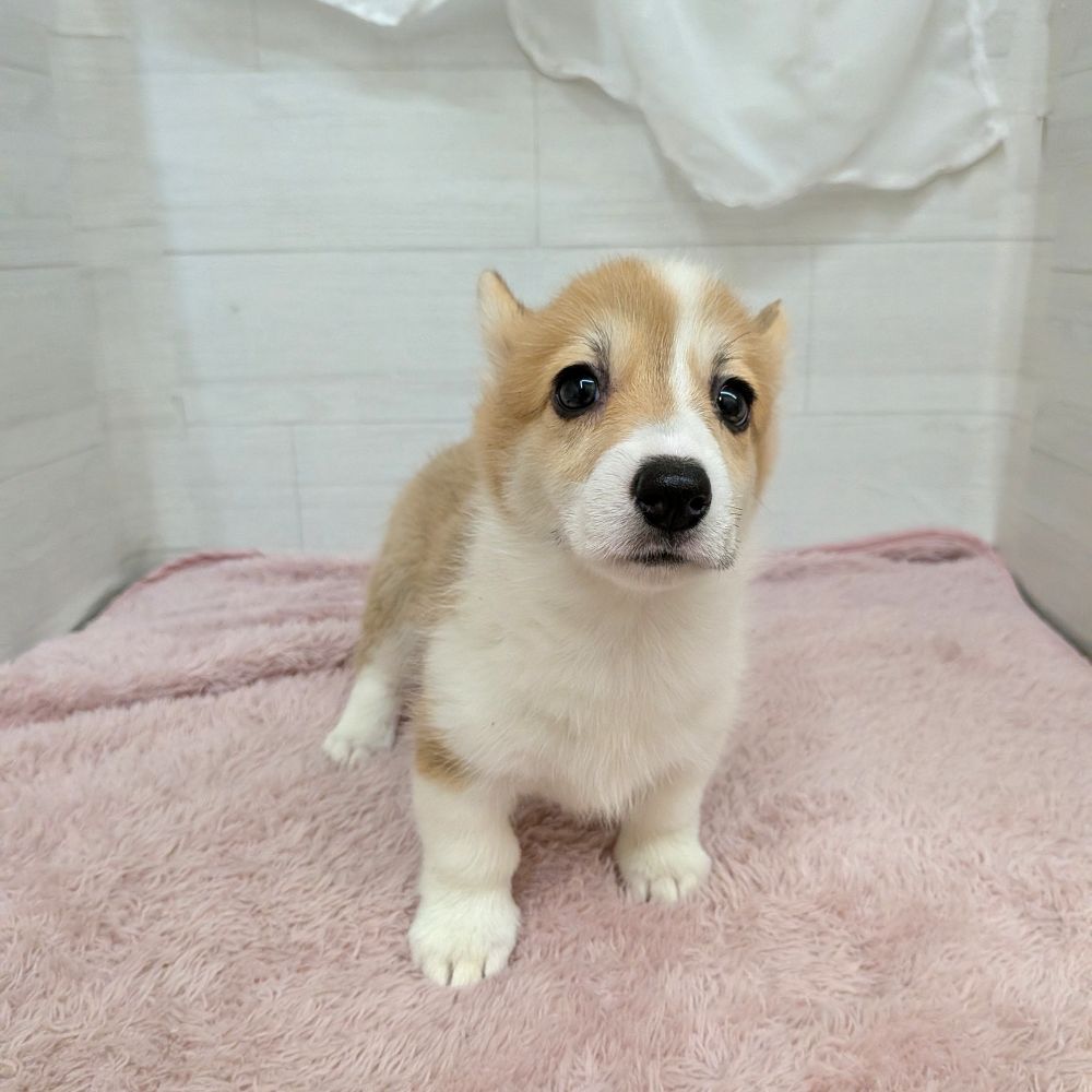 生体画像5