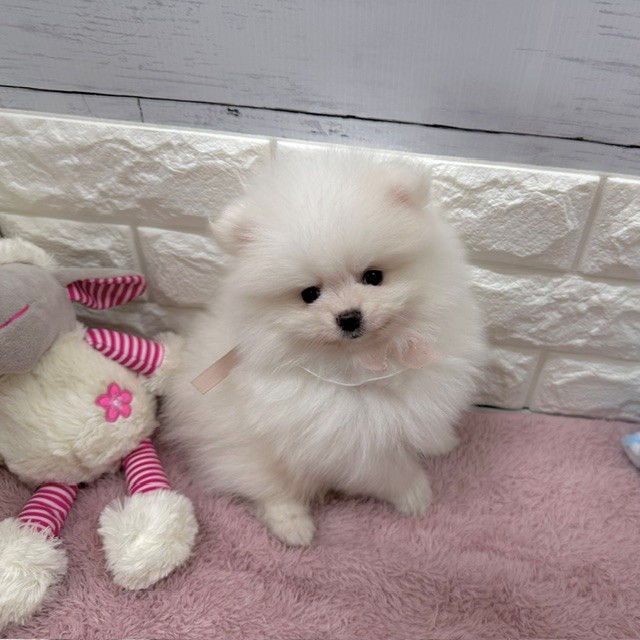 静岡県のポメラニアン (犬の家＆猫の里アミーゴ浜松和田店/2026年4月7日生まれ/男の子/ホワイト)の子犬の1枚目の画像