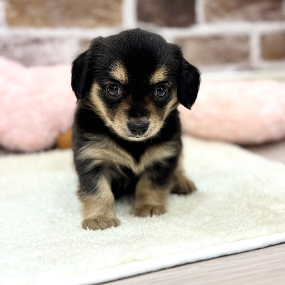 東海のミックス犬・ハーフ犬の子犬を価格や特徴で探す|ペットショップ