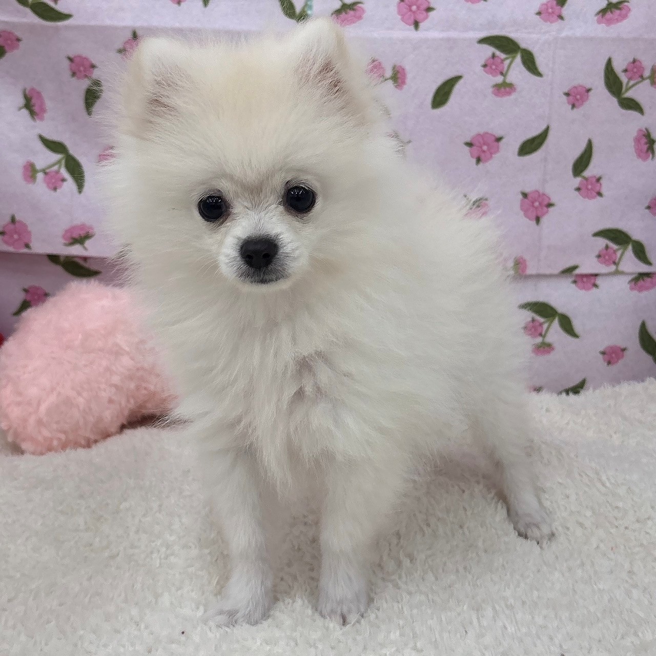 愛知県のポメラニアン (犬の家＆猫の里エアポートウォーク店/2026年4月6日生まれ/男の子/クリーム)の子犬の1枚目の画像