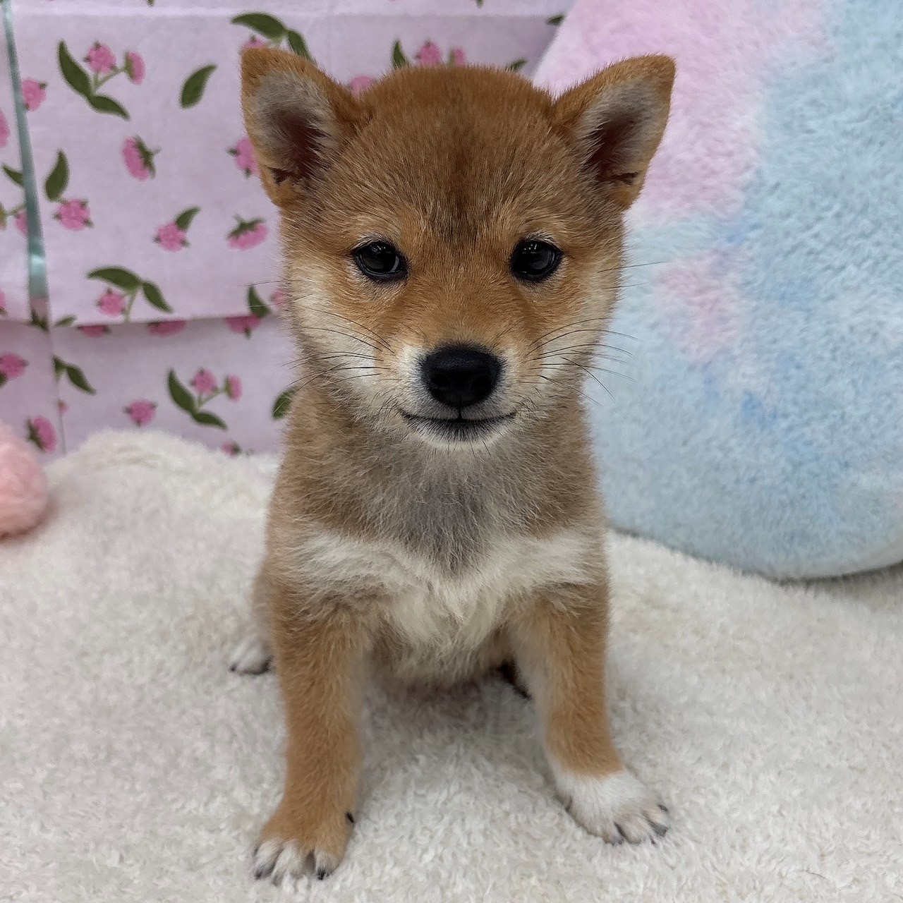 愛知県の柴犬(標準サイズ) (犬の家＆猫の里エアポートウォーク店/2026年4月6日生まれ/女の子/赤)の子犬の1枚目の画像