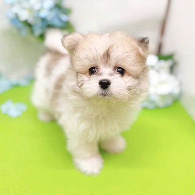 生体画像５
