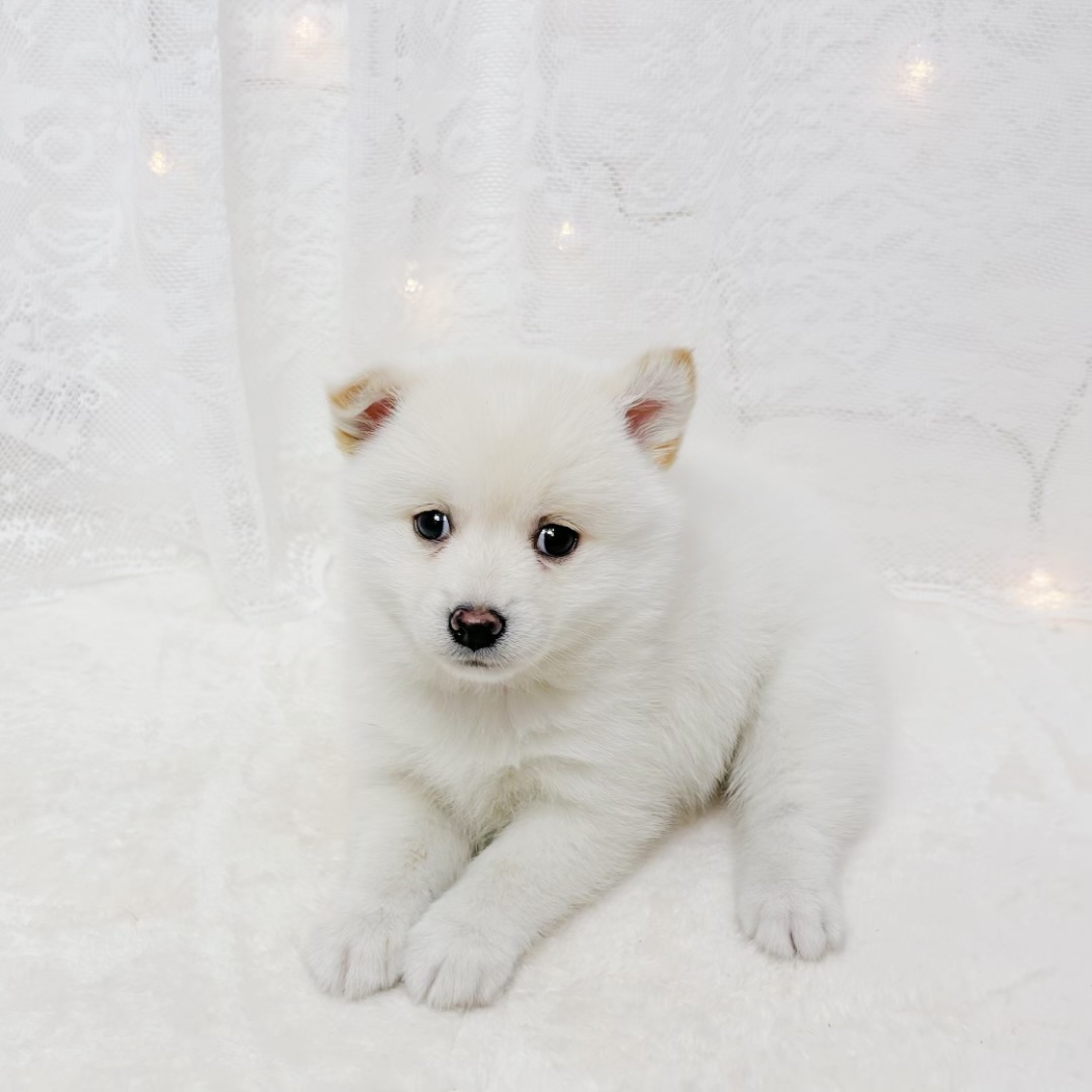ハーフ犬女の子の写真