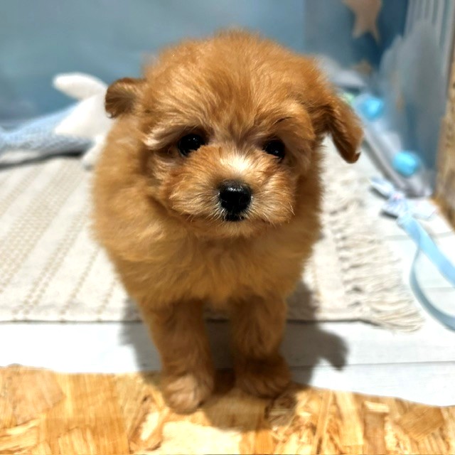 福岡県のポメプー(ポメラニアン×プードル) (犬の家＆猫の里トリアス久山店/2026年4月6日生まれ/男の子/アプリコット)の子犬