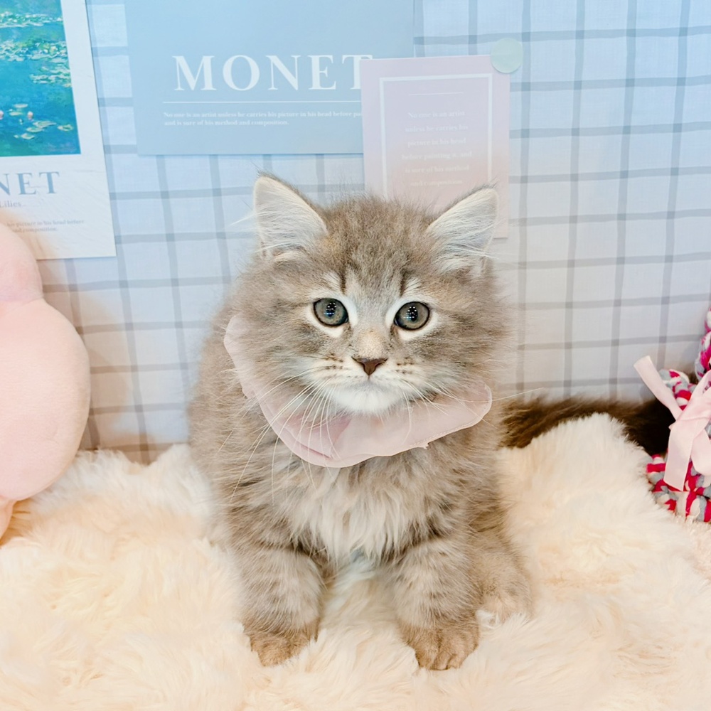 福井県のサイベリアン (犬の家＆猫の里福井店/2026年4月2日生まれ/女の子/ブルークラシックタビー)の子猫の1枚目の画像