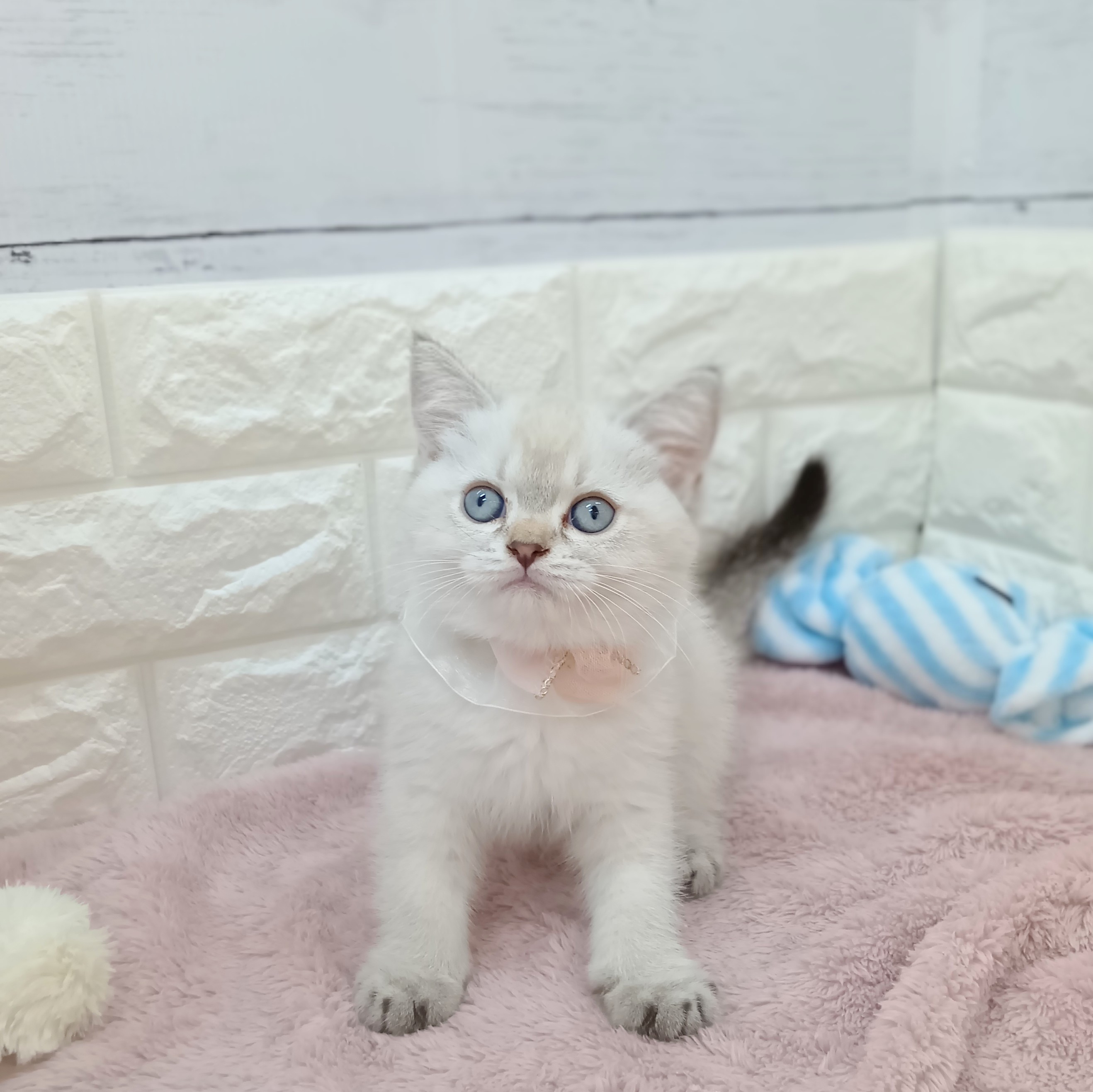 静岡県のブリティッシュショートヘア シェーデッドシルバー 女の子のご