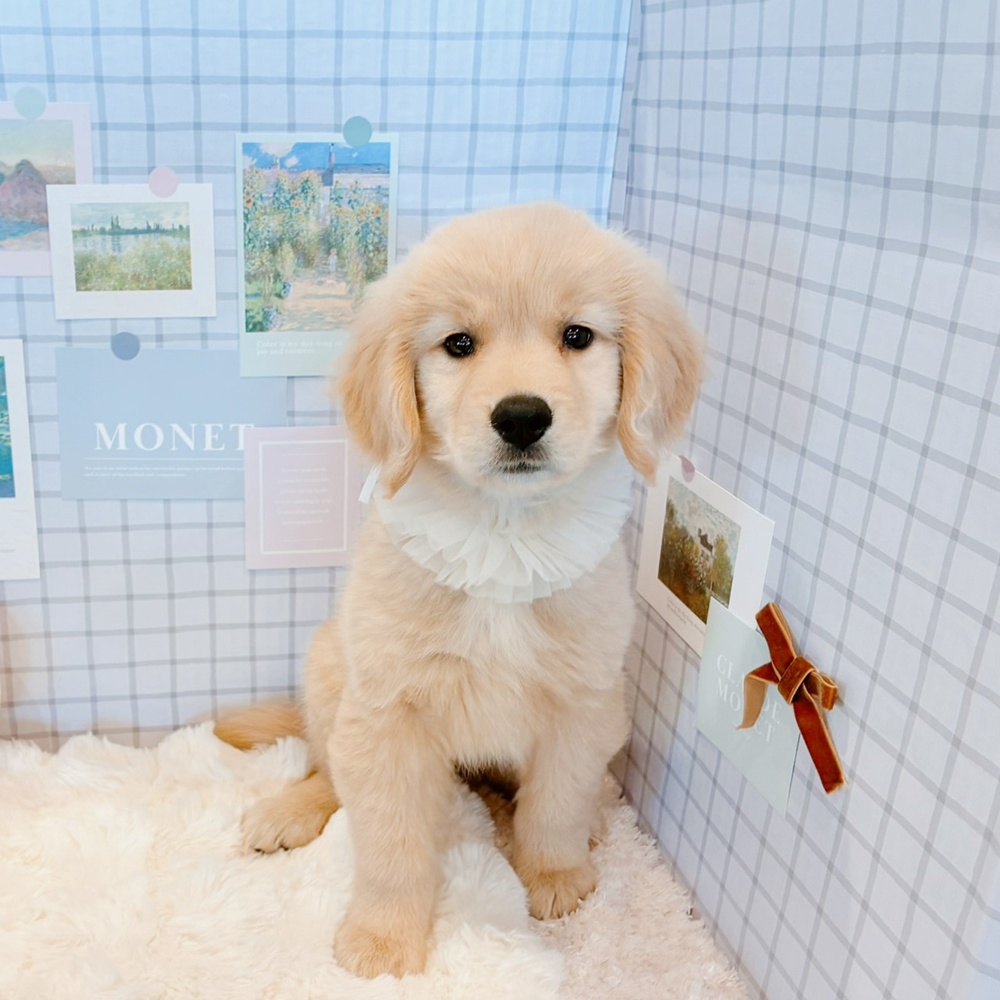 福井県のゴールデンレトリバー (犬の家＆猫の里福井店/2026年4月10日生まれ/女の子/ゴールデン)の子犬の1枚目の画像