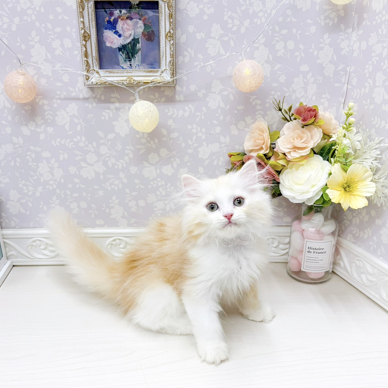 富山県のミヌエット (犬の家＆猫の里アミーゴ山室店/2026年4月11日生まれ/男の子/クリームタビーホワイト)の子猫の1枚目の画像
