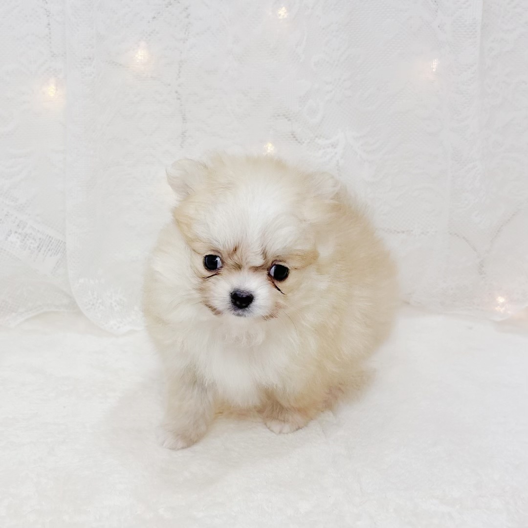 千葉県のポメチワ/チワポメ/ポメチー(ポメラニアン×チワワ) (犬の家＆猫の里BIGHOPガーデンモール印西店/2026年4月12日生まれ/女の子/クリームセーブル)の子犬の1枚目の画像