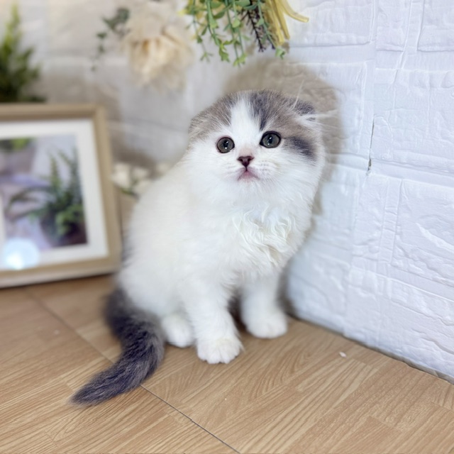 千葉県のスコティッシュフォールド (犬の家＆猫の里ワンズモール稲毛店/2026年4月10日生まれ/女の子/ブルーホワイト)の子猫の1枚目の画像