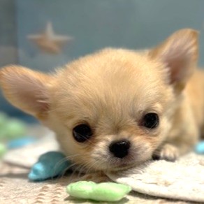 福岡県のチワワ(ロング) (犬の家＆猫の里トリアス久山店/2026年4月13日生まれ/女の子/クリーム)の子犬の1枚目の画像