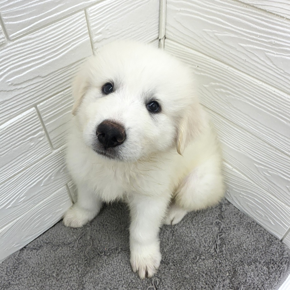 愛知県のグレートピレニーズ (犬の家＆猫の里七宝店/2026年4月15日生まれ/男の子/ホワイト)の子犬の1枚目の画像